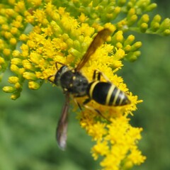 Ancistrocerus antilope