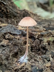 Mycena haematopus
