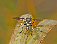 Physocephala tibialis