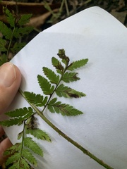 Dryopteris carthusiana