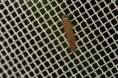 Holcocera immaculella