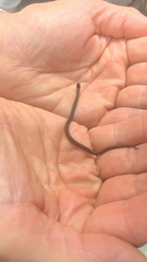 Storeria occipitomaculata