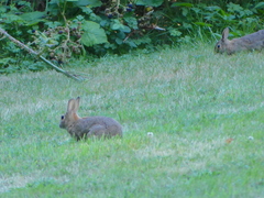 Sylvilagus floridanus