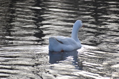 Anser anser domesticus