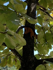 Sciurus variegatoides