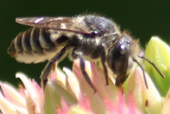 Megachile rotundata