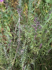 Odontites vulgaris