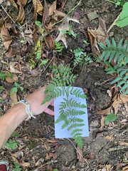 Dryopteris carthusiana