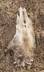 Siluriformes