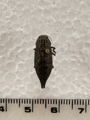 Dicerca tenebrica