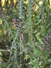 Odontites vulgaris