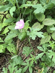 Malva alcea