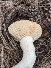 Neolentinus ponderosus