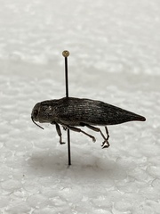 Dicerca tenebrica