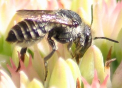 Megachile rotundata