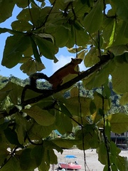 Sciurus variegatoides