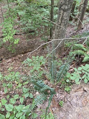 Polystichum acrostichoides