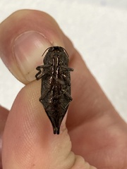 Dicerca tenebrica