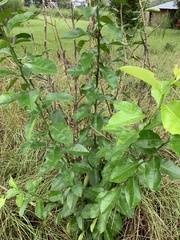 Sideroxylon lycioides