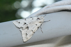 Acronicta vulpina