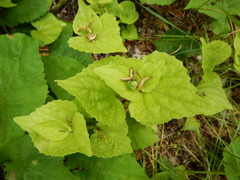Viola pubescens