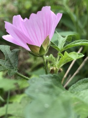 Malva alcea