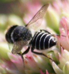 Megachile rotundata