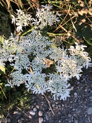 Apiaceae