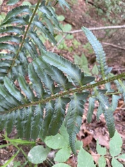Polystichum acrostichoides