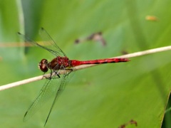 Sympetrum obtrusum