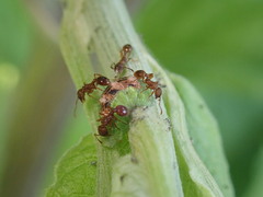 Myrmica