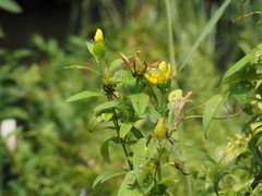 Hypericum ascyron