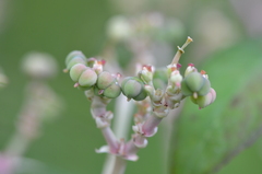 Euphorbia heterophylla