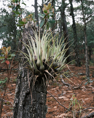 Tillandsia oaxacana
