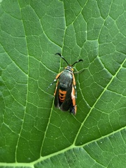 Eichlinia cucurbitae