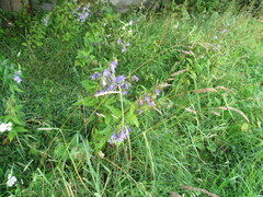 Campanula patula