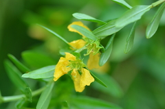 Heimia salicifolia