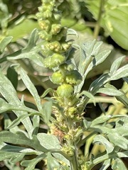 Ambrosia chamissonis