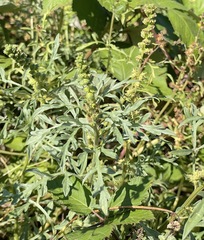 Ambrosia chamissonis