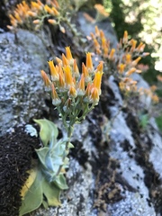 Dudleya cymosa pumila