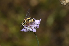 Helophilus trivittatus
