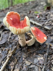 Russula