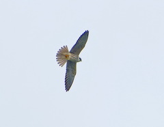 Falco vespertinus