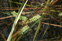 Salvinia natans