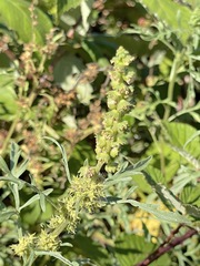 Ambrosia chamissonis