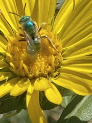 Agapostemon virescens