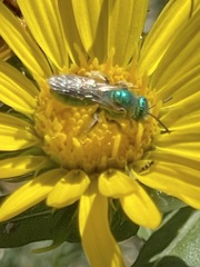 Agapostemon virescens