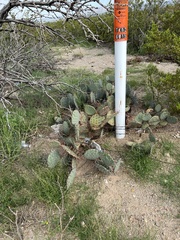 Opuntia gilvescens