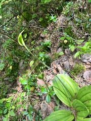 Cypripedium acaule