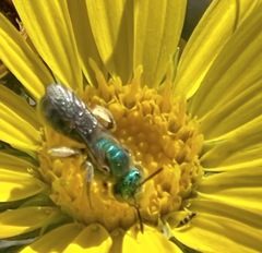 Agapostemon virescens